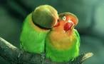 pictures of 2 parrots kissing each other