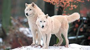 There are few creatures more fearsome and mighty than the wolf, and there's no better place to find a wolf wallpaper than unsplash. Arctic Wolf Wolves Hd Wallpaper Wallpaperbetter