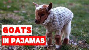 Goat Babies In Pajamas Compilation Youtube
