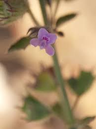 Image result for Mesosphaerum suaveolens