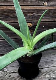 Sie sind wie bei allen sukkulenten pflanzen. Aloe Vera Pflanze Kaufen Echte Aloe Vera Barbadensis Miller