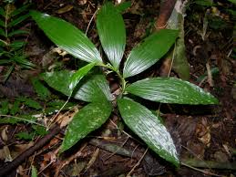 Image result for Corymborkis