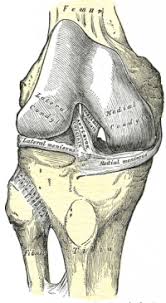 Surgery is a choice to repair a torn ligament if other treatment is not effective. Anterior Cruciate Ligament Acl Injury Physiopedia