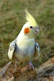 Sexing information is also provided whenever. Cockatiels