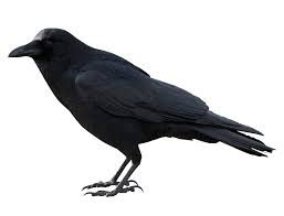 Crow Black Png Image Animals Gothic Aesthetic Crow