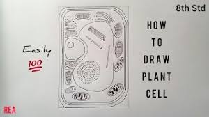 Check spelling or type a new query. How To Draw Plant Cell 8th Std Youtube