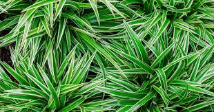Image result for Chlorophytum anceps
