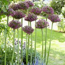 Van Zyverden Allium Magic Bulbs Set Of 3 87129 The Home Depot In 2020 Winter Plants Spring Plants Planting Bulbs