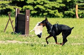 Maybe you would like to learn more about one of these? Best Euro Doberman Breeders In Your Opinion Doberman Forum Doberman Breed Dog Forums