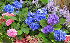 Hydrangea macrophylla is considered hardy in zones 6 to 9. Hydrangea Denver