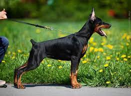 4 Month Old Doberman Puppy Doberman Puppy Doberman European Doberman