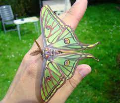 Graellsia isabellae, the spanish moon moth, is in the silkmoth family saturniidae. Graellsia Isabellae Is A Moth Of The Silkmoth Family Saturniidae Also Known As The Spanish Moon Moth Its Caterpillar Primarily Eats The Needles Of Pine Trees 9gag