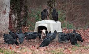 Rescue an abandoned pitbull puppy , it is tied by a giant leash | dog rescue story !💛 subscribe for helping us here. Jarring Photo Of Dog With Vultures Is Pup S Ticket To Freedom