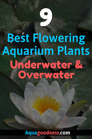 Maybe you would like to learn more about one of these? 9 Best Flowering Aquarium Plants Underwater And Overwater Planted Aquarium Underwater Plants Fish Tank Plants