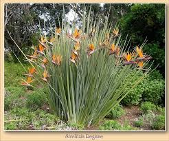 Strelitzia Bird Of Paradise Plant Varieties Pin On Strelitzia Reginae Bird Of Paradise Flower