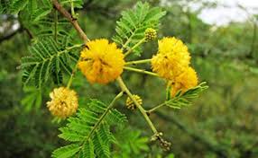 Check spelling or type a new query. Plants That Bring Bad Luck At Home