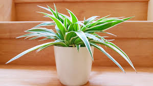 Image result for Chlorophytum