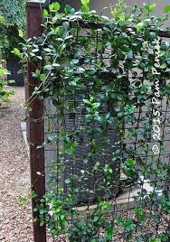 Moderner Gitterentwurf Fur Schonen Garten Sichtschutz Immergrune Pflanzen Gartenspaliere Immergruner Garten