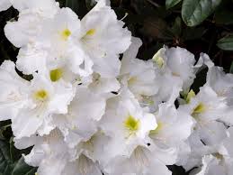 Rhododendrons Mendocino Coast Botanical Gardens 2020 Kwiaty