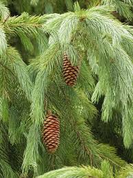 Image result for Pinaceae