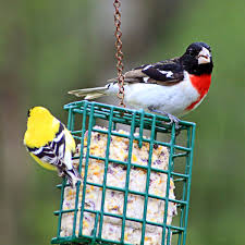 Combine and melt in the microwave or over low heat: No Melt Suet Cakes For Birds House Of Hawthornes