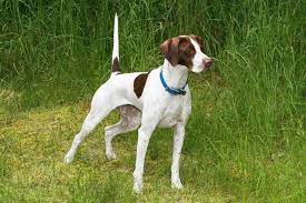 German shorthaired pointers are usually ticked with black or liver markings, while english pointers are more. How To Make Passion Convincing Hunting Dogs Hunting Dogs Breeds German Shorthaired Pointer