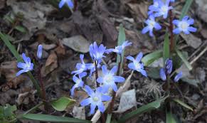 Image result for Xylopia odoratissima