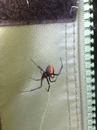 Cats often eat spiders, and for the most part, spiders don't hurt cats. 23 Photos That Prove Nowhere Is Safe From Spiders