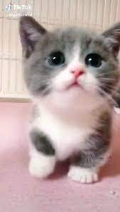pin by 雪 貓 on pinci cute animal videos cute baby cats cute animals