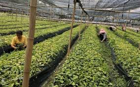 Registration on or use of this site constitutes acceptance of our terms of service and privacy. Nijs Epimedium Beplantingsbasis