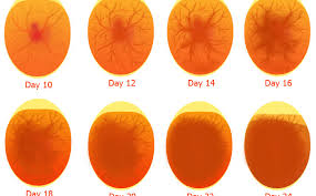 Telur ayam menetas berapa hari. Hal Hal Yang Perlu Diperhatikan Dalam Menetaskan Telur Itik
