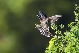 Pin By طيور العرب On طائر البلبل Birds Animals Bird