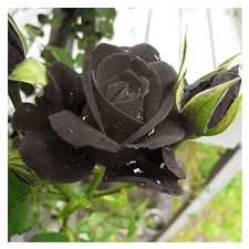 Maybe you would like to learn more about one of these? Benih Bunga Mawar Hitam Black Rose Shopee Indonesia