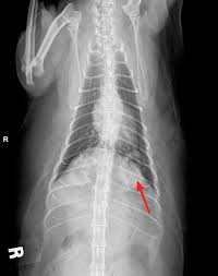 Unfortunately, there are no specific signs of cancer in cats that will give a diagnosis of lymphoma. Common Pulmonary Diseases In Cats Clinician S Brief