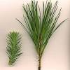 Italian stone pine is by far the best pine for north texas. 1