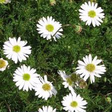 Image result for Brachycome mossambicensis