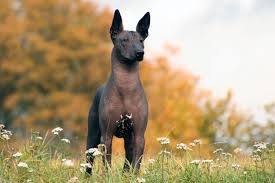 A List Of Animals That Start With X This Large Collection Of Animals Starting With X Contains The Meaning And Hairless Dog Xoloitzcuintli Mexican Hairless Dog