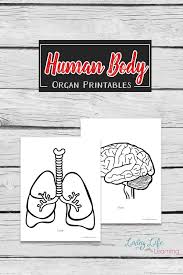 Human Body Organs Printable Coloring Pages Human Body Organs Human Body Unit Study Human Body