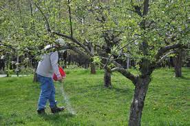 Potassium rich fertilisers include those formulated for tomatoes and roses, or sulphate of potash. How To Feed Fertilize Fruit Trees Fruit Trees Growing Fruit Trees Citrus Trees