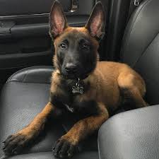 Between 1911 and world war ii, the malinois enjoyed a good deal of popularity in america. A Woman Revealed It Took Days To Get Her 17 Cats And Dogs To Pose Together For A Picture Malinois Puppies Dancing Animals Dogs