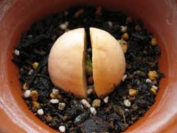 Germinating marijuana seeds usually starts with curiosity, then quickly turns into a serious hobby (garden). How To Plant An Avocado At Home How To Grow An Avocado From A Seed Growing And Care