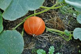 How far apart do you plant zucchini? Squash Growing Tips How Far Apart To Plant Squash Gardening Dream
