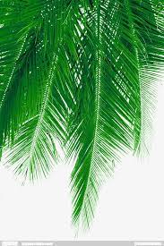 Fresh Coconut Leaves Picture Material Coconut Clipart Coconut Tree Coconut Png Transparent Clipart Image And Psd File For Free Download Plants Palm Trees Palm