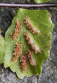 Image result for Aspleniaceae