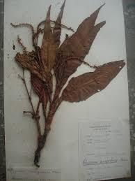 Image result for Persicaria senegalensis