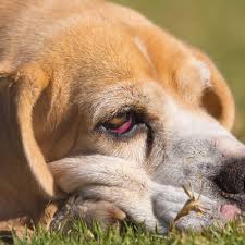 The reddish color comes from porphyrins, a naturally occurring chemical your dog excretes through their saliva, tears, urine, and waste. Conjunctivitis In Dogs