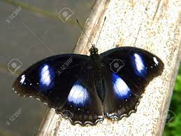 What plants do they like? A Black Butterfly With White Dots Stock Photo Picture And Royalty Free Image Image 18272346