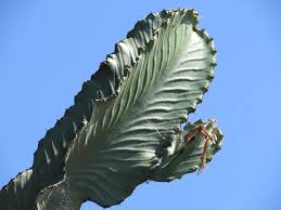 Image result for Emilia abyssinica