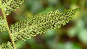 Image result for Stegnogramma