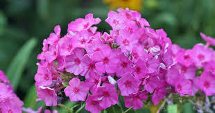 Phlox So Verlangern Sie Die Blutezeit Mit Bildern Lehmboden Stauden Pflanzen